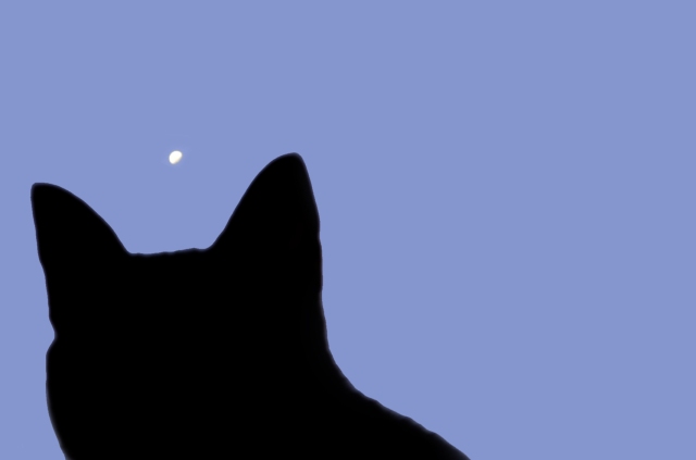 Gato e Lua